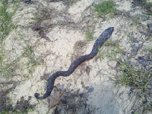 Eastern Hognose ANF June 2011