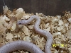 09 male lav motley