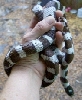 male cal king