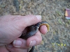 ring neck