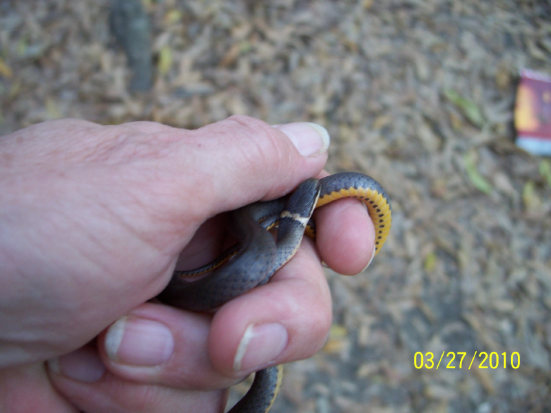 ring neck