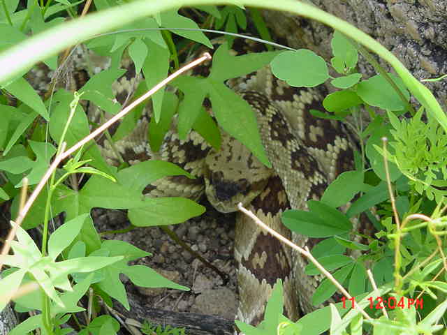 Santa Rita Blacktail