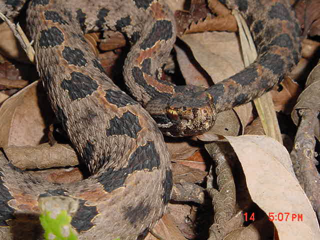 Western Pygmy