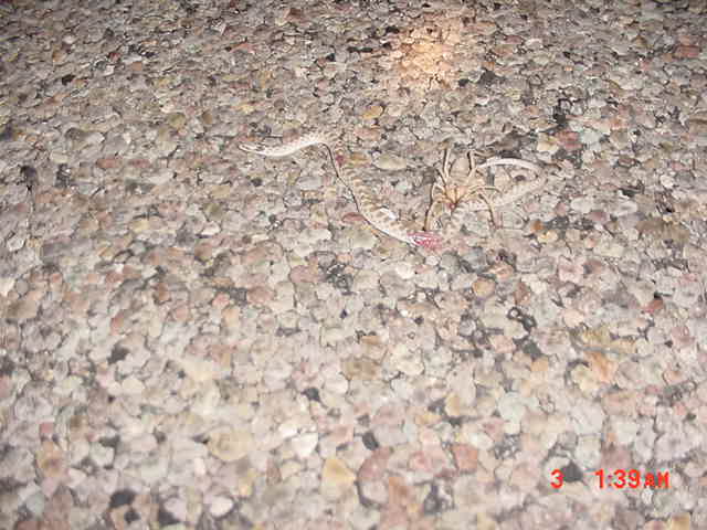 Vinegaroon eating Nightsnake
