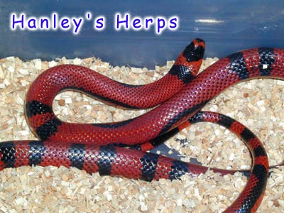 Aberrant Honduran