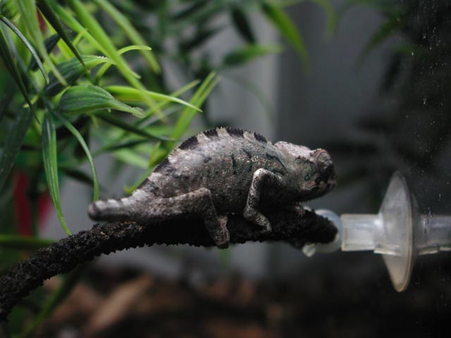 Male or Female?