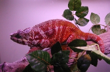 "Dude" Male Tamatave