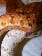 Close up.