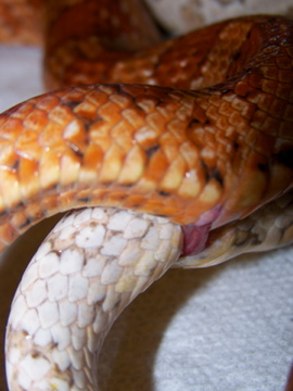 Close up.