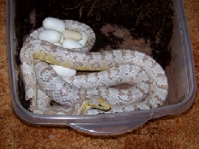 15 eggs and a ghost corn.