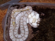 What a nice clutch - 15 eggs.