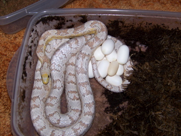 What a nice clutch - 15 eggs.