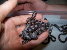 some of the hatchlings.