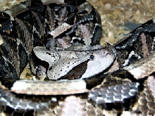 Gaboon Viper
