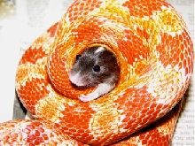 Amel corn constricting live mouse.