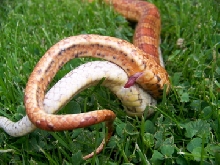 Corn Snakes mating