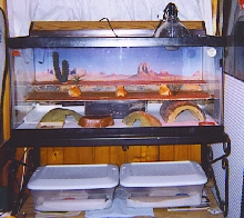 tri-level leo cage