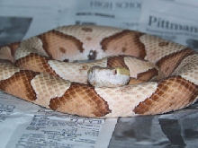Copperhead