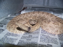 Prairie rattlesnake