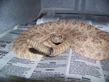 Prairie rattlesnake
