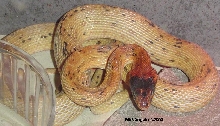 Spalerosophis (diadema) atriceps
