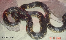 Spalerosophis (diadema) atriceps