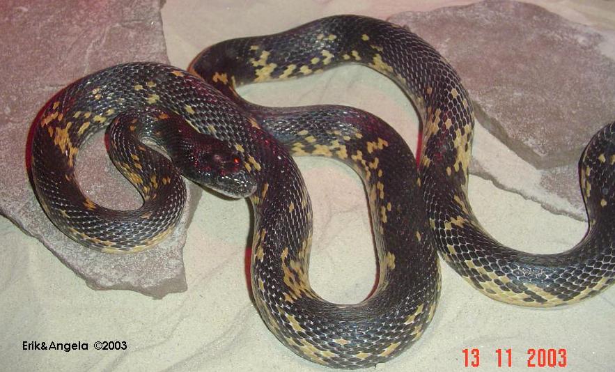 Spalerosophis (diadema) atriceps