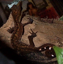 Cat Gecko young