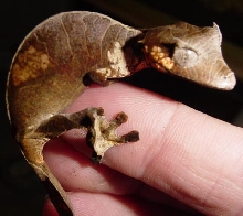 phantastic gecko