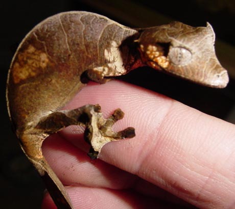 phantastic gecko