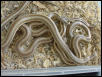 Rosy Boas