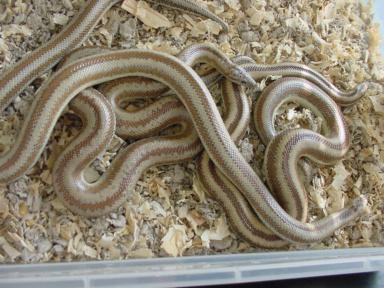 Rosy Boas