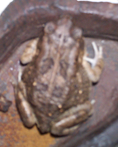 What is he?  Blurry pic of Cromwell