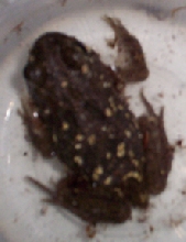What is he?  Blurry pic of Monclair