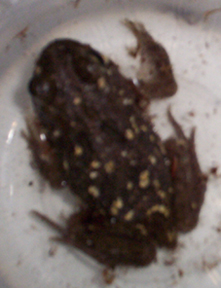 What is he?  Blurry pic of Monclair