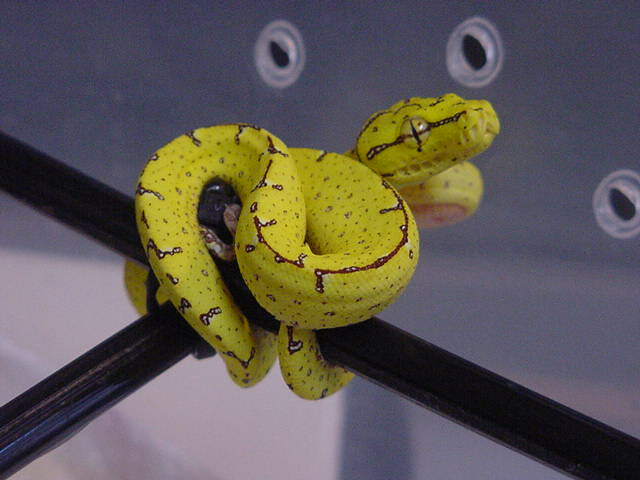 Lemon Tree Baby