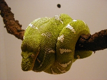 ED Marion 99 Male