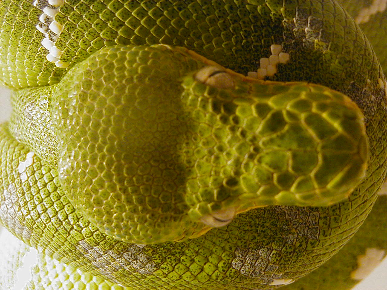Ed Marino 99 Male