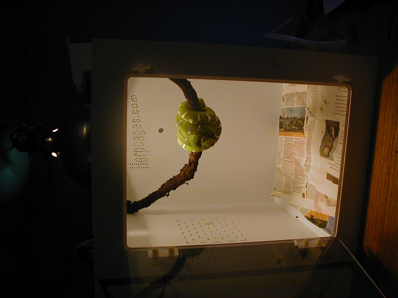 Male Cb 99 in Barrs Cage