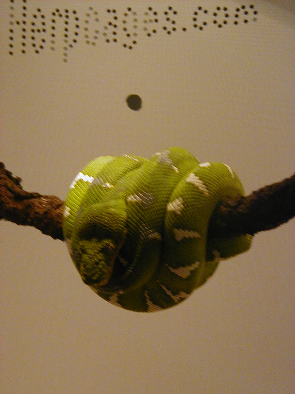 Ed Marino 99 Male