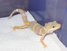 Albino Female
