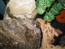 Geckos