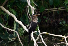anhinga