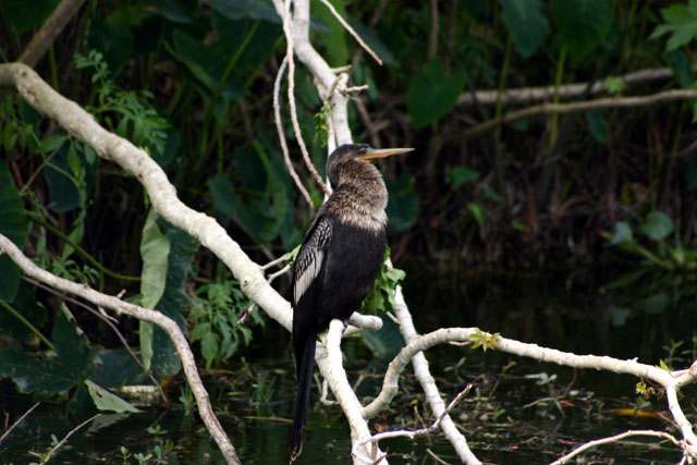 anhinga