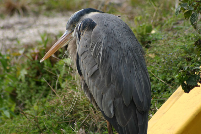 Great Blue Heron