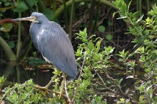 Little blue heron