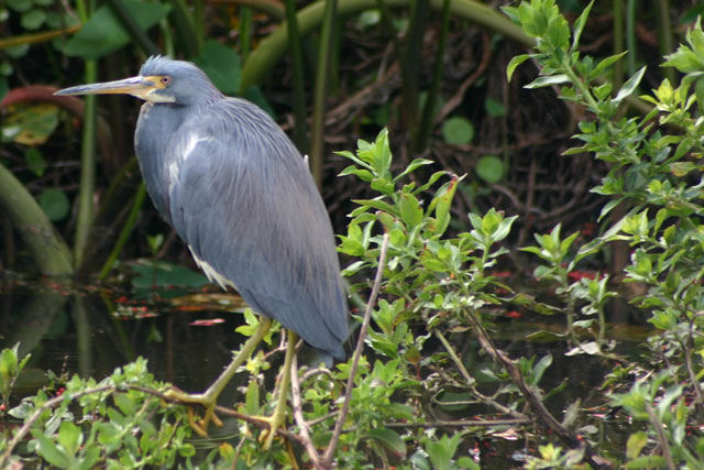 Little blue heron