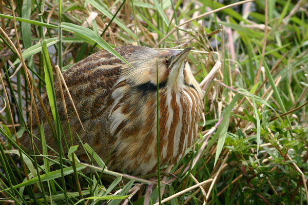 Bittern?