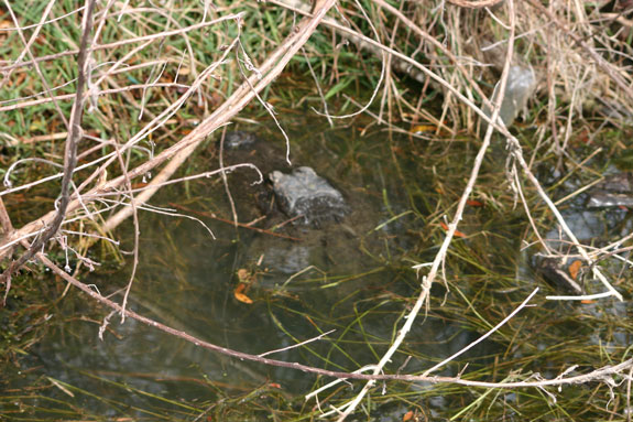 American Alligator