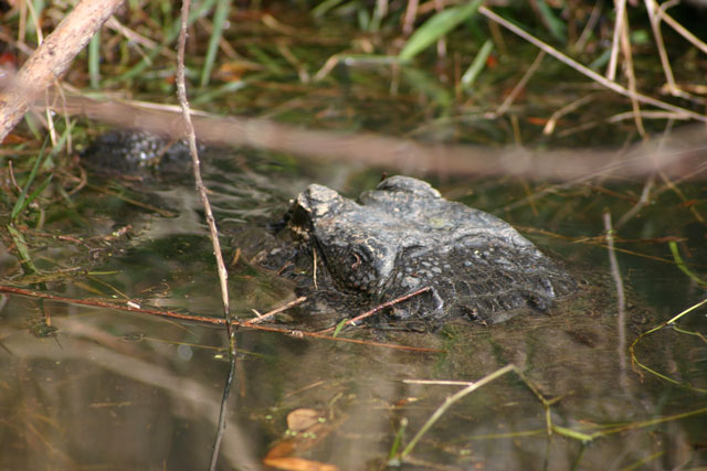 American Alligator
